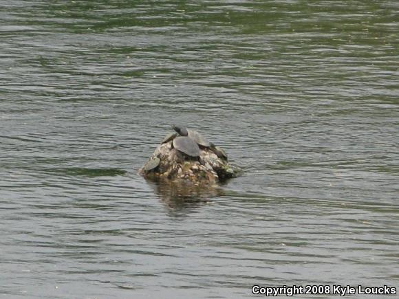 Northern Map Turtle (Graptemys geographica)