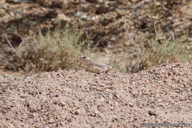 Sonoran Desert Iguana (Dipsosaurus dorsalis sonoriensis)