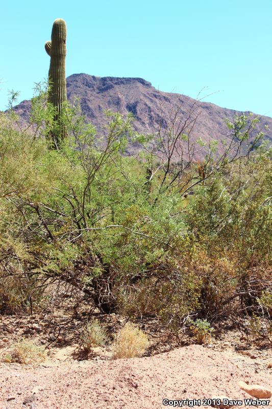 Sonoran Desert Iguana (Dipsosaurus dorsalis sonoriensis)