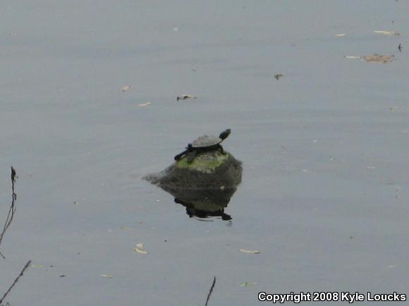 Northern Map Turtle (Graptemys geographica)