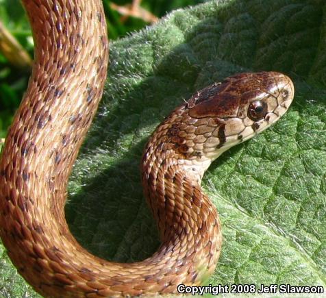 Northern Brownsnake (Storeria dekayi dekayi)