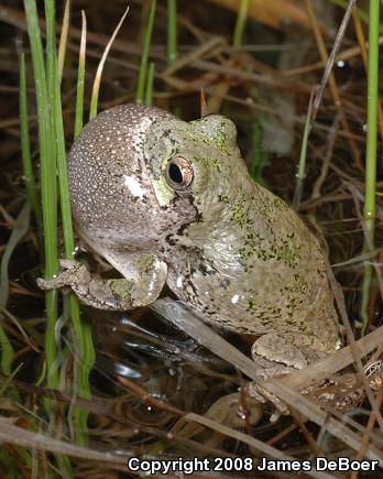 Cope's Gray Treefrog (Hyla chrysoscelis)