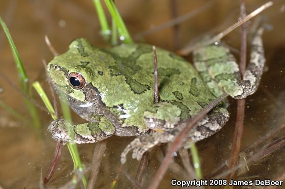 Cope's Gray Treefrog (Hyla chrysoscelis)