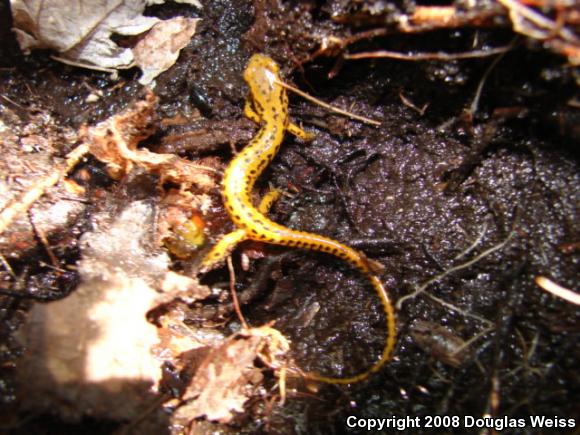 Long-tailed Salamander (Eurycea longicauda longicauda)