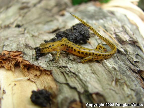 Long-tailed Salamander (Eurycea longicauda longicauda)