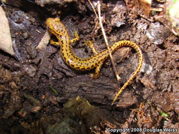 Long-tailed Salamander (Eurycea longicauda longicauda)