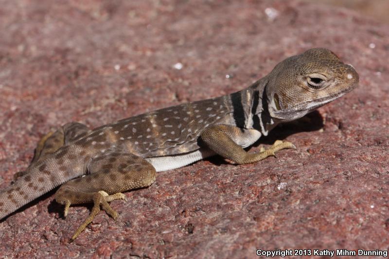 Sonoran Collared Lizard (Crotaphytus nebrius)