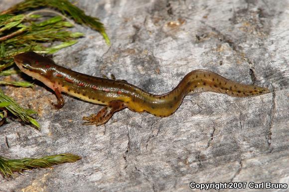 Broken-striped Newt (Notophthalmus viridescens dorsalis)