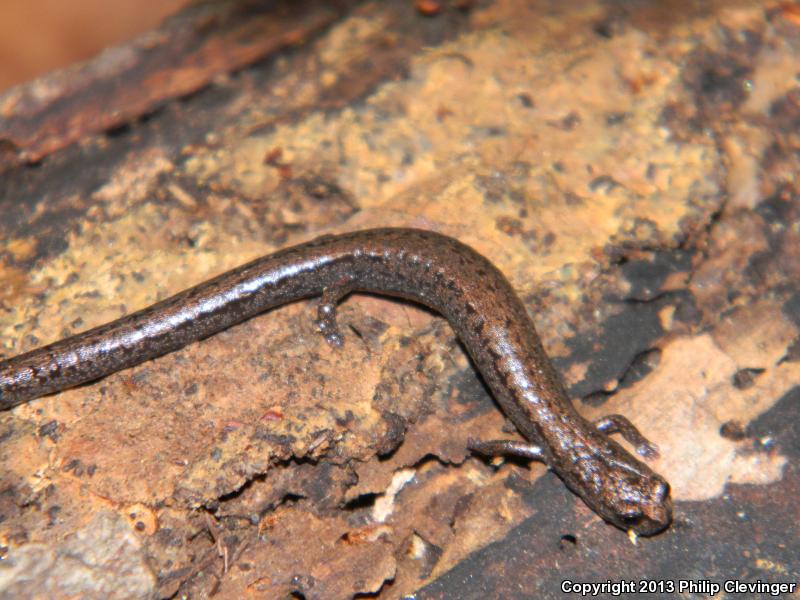 Santa Lucia Mountains Slender Salamander (Batrachoseps luciae)