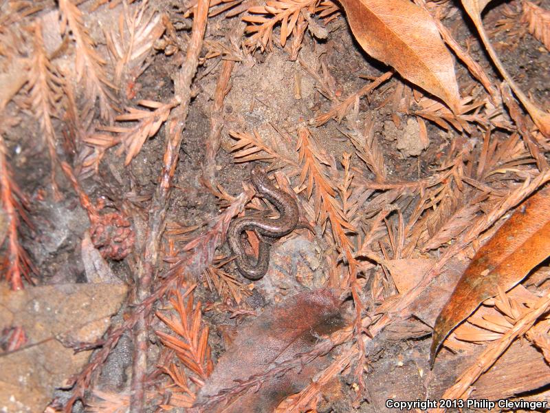 Santa Lucia Mountains Slender Salamander (Batrachoseps luciae)