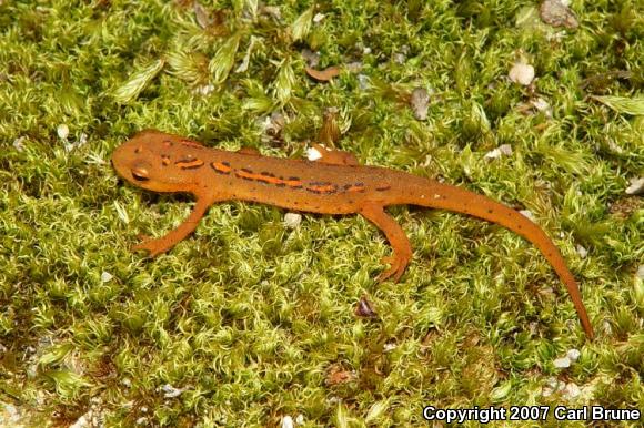 Broken-striped Newt (Notophthalmus viridescens dorsalis)