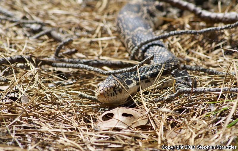 Northern Pinesnake (Pituophis melanoleucus melanoleucus)