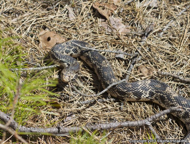 Northern Pinesnake (Pituophis melanoleucus melanoleucus)