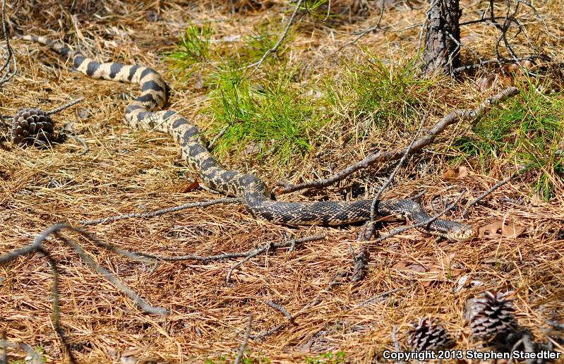 Northern Pinesnake (Pituophis melanoleucus melanoleucus)