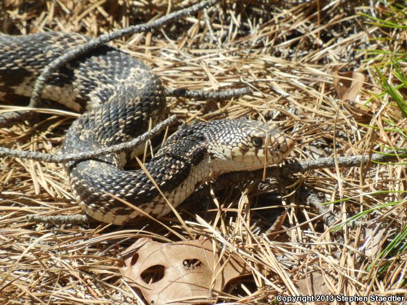 Northern Pinesnake (Pituophis melanoleucus melanoleucus)