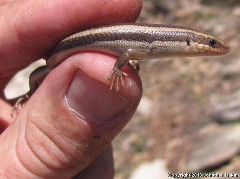 Western Skink (Plestiodon skiltonianus skiltonianus)