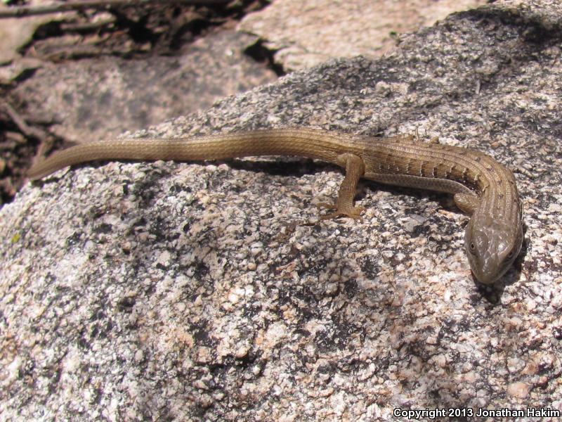 San Diego Alligator Lizard (Elgaria multicarinata webbii)