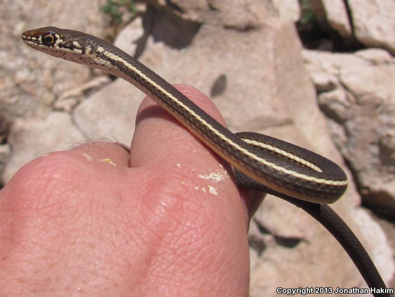 California Striped Racer (Coluber lateralis lateralis)