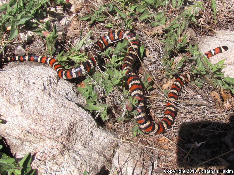 San Bernardino Mountain Kingsnake (Lampropeltis zonata parvirubra)