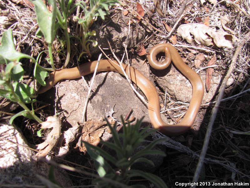 Southern Rubber Boa (Charina umbratica)