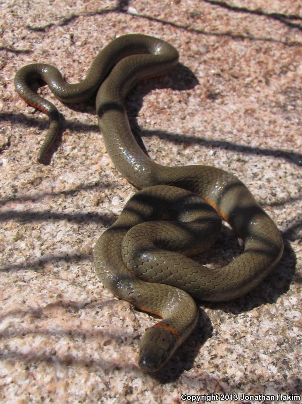 San Bernardino Ring-necked Snake (Diadophis punctatus modestus)