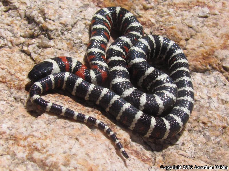 San Bernardino Mountain Kingsnake (Lampropeltis zonata parvirubra)