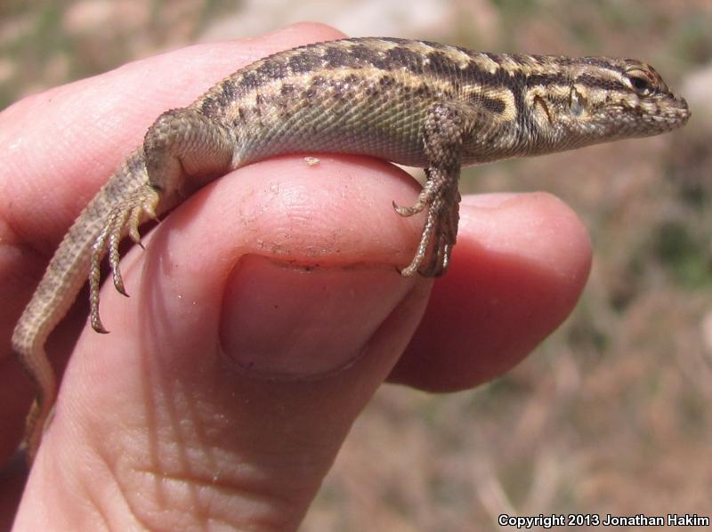 Southern Sagebrush Lizard (Sceloporus graciosus vandenburgianus)