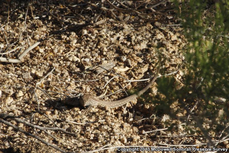 Sonoran Tiger Whiptail (Aspidoscelis tigris aethiops)