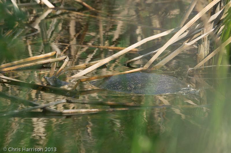 Guadalupe Spiny Softshell (Apalone spinifera guadalupensis)