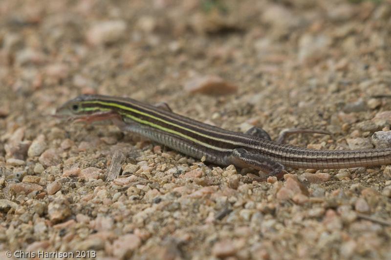 Texas Yellowhead Racerunner (Aspidoscelis sexlineata stephensae)