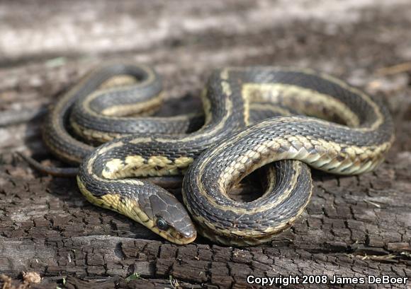 Chicago Gartersnake (Thamnophis sirtalis semifasciatus)