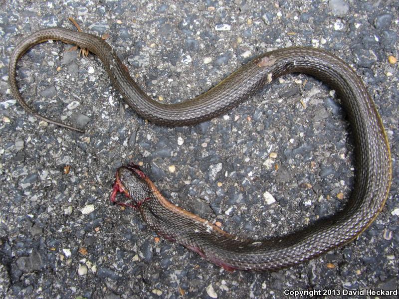 Gulf Crayfish Snake (Regina rigida sinicola)