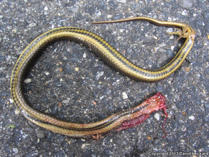 Gulf Crayfish Snake (Regina rigida sinicola)