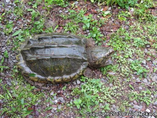 Alligator Snapping Turtle (Macrochelys temminckii)