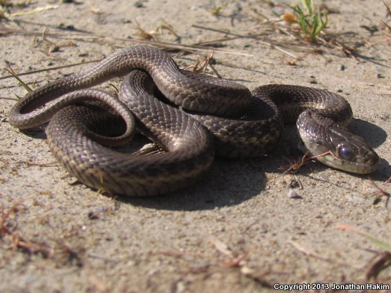 Oregon Gartersnake (Thamnophis atratus hydrophilus)