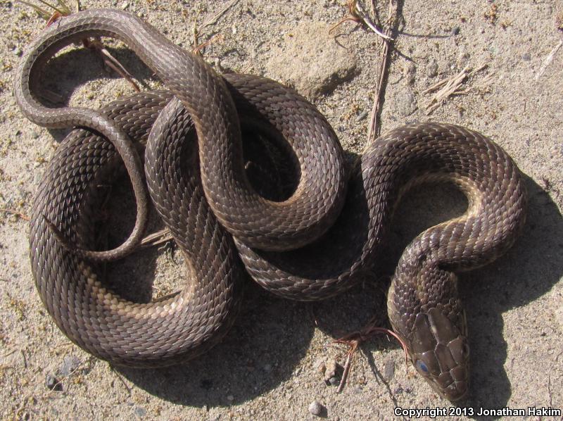 Oregon Gartersnake (Thamnophis atratus hydrophilus)