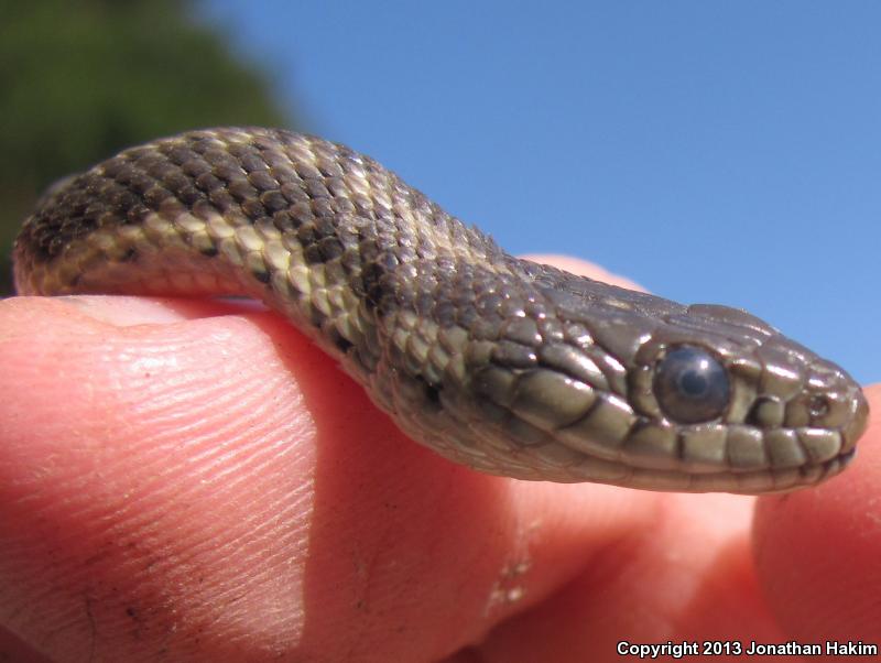 Oregon Gartersnake (Thamnophis atratus hydrophilus)