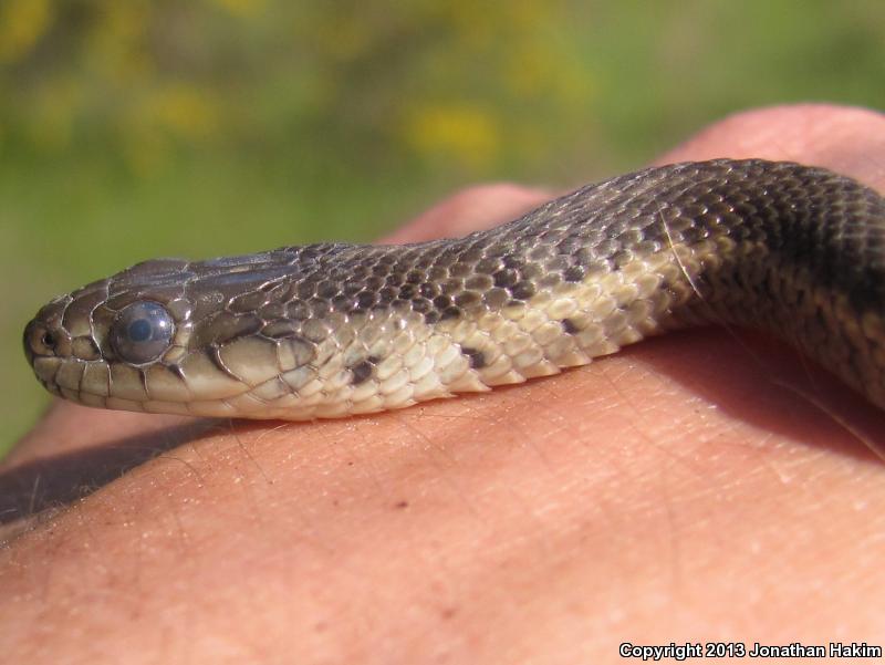 Oregon Gartersnake (Thamnophis atratus hydrophilus)