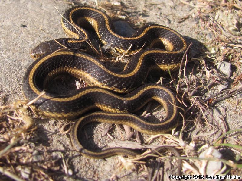 Coast Gartersnake (Thamnophis elegans terrestris)