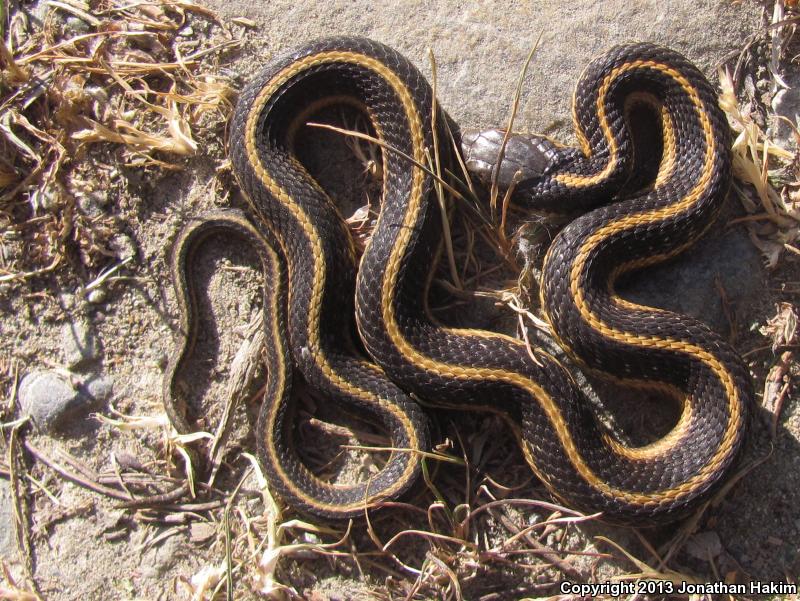 Coast Gartersnake (Thamnophis elegans terrestris)