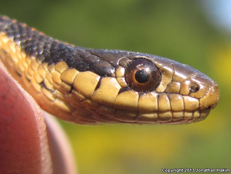 Coast Gartersnake (Thamnophis elegans terrestris)