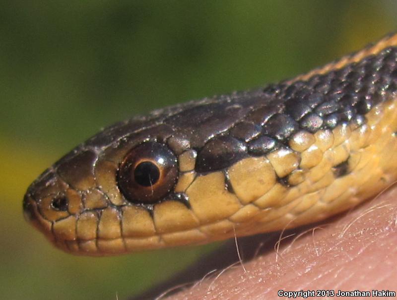 Coast Gartersnake (Thamnophis elegans terrestris)