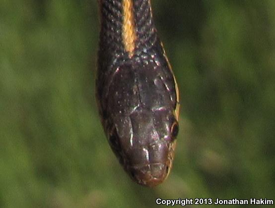 Coast Gartersnake (Thamnophis elegans terrestris)