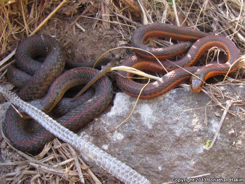 Northwestern Gartersnake (Thamnophis ordinoides)