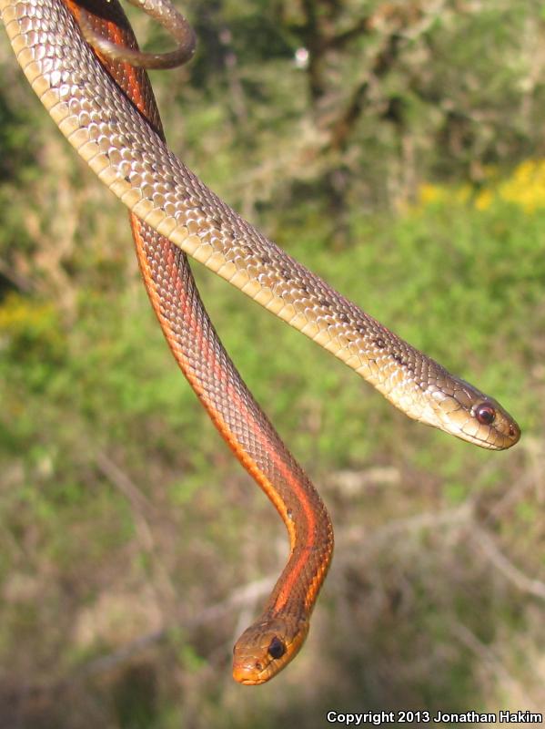 Northwestern Gartersnake (Thamnophis ordinoides)