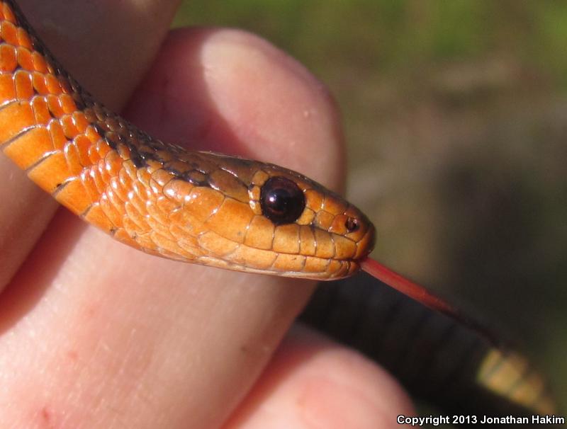 Northwestern Gartersnake (Thamnophis ordinoides)