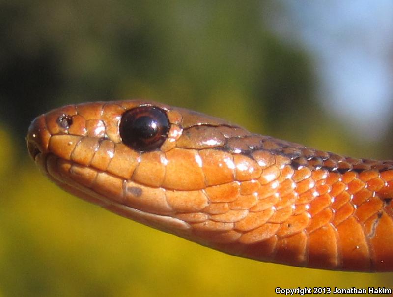 Northwestern Gartersnake (Thamnophis ordinoides)