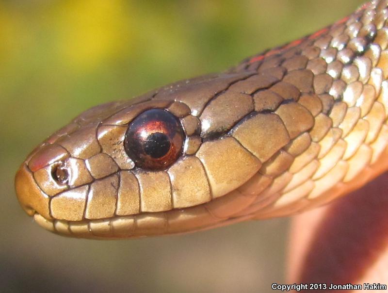 Northwestern Gartersnake (Thamnophis ordinoides)