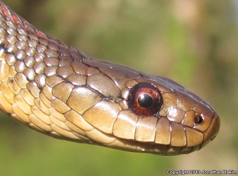 Northwestern Gartersnake (Thamnophis ordinoides)