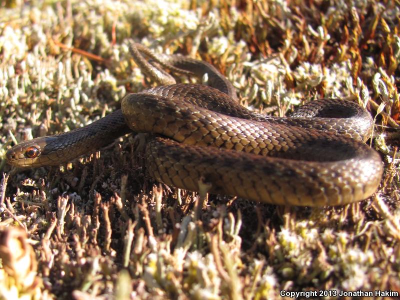 Northwestern Gartersnake (Thamnophis ordinoides)